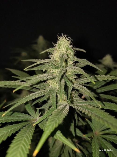 eternity grow cup 2026. Week 14