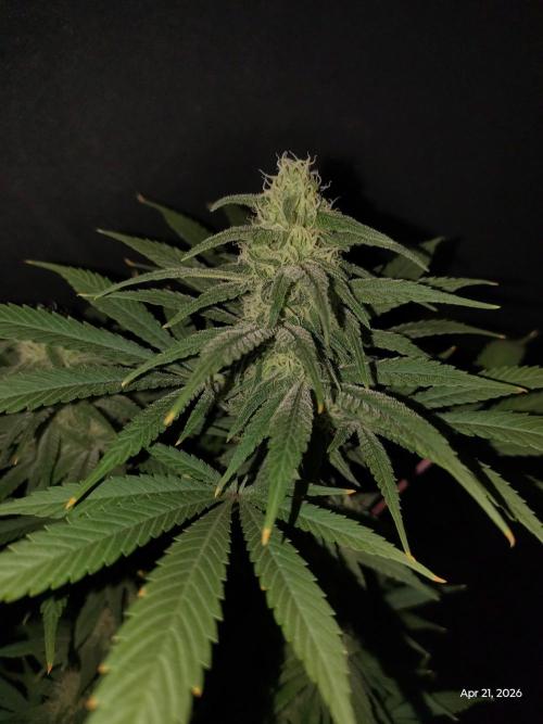 eternity grow cup 2026. Week 14