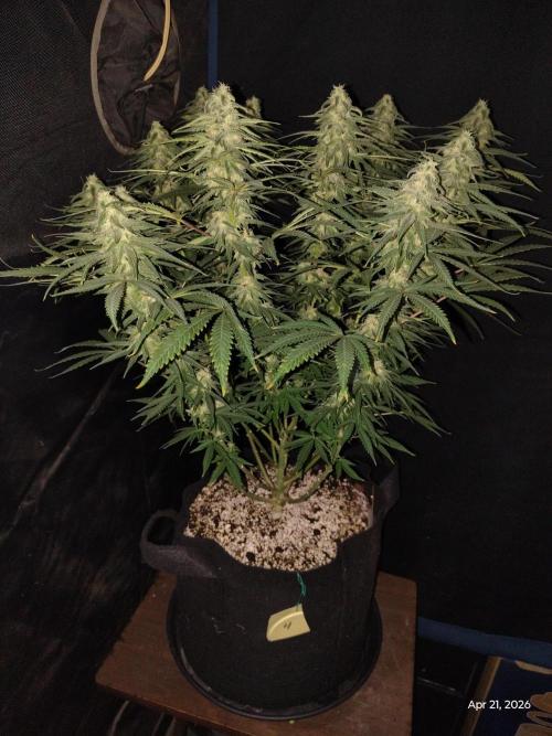 eternity grow cup 2026. Week 14