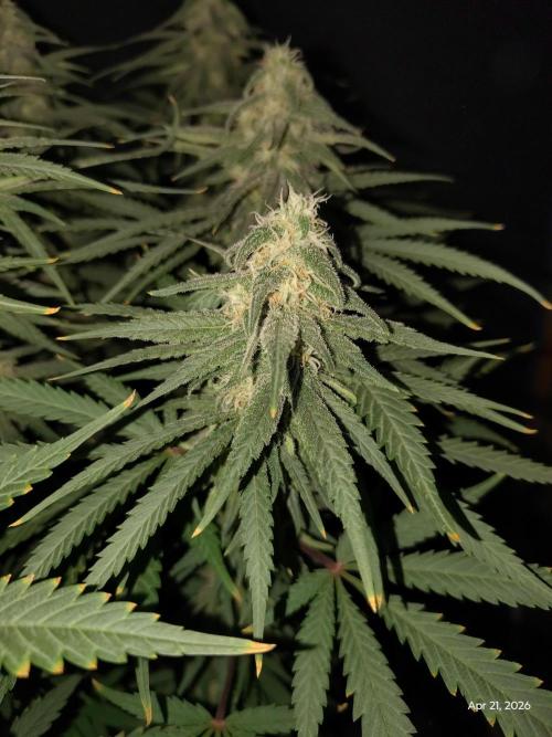 eternity grow cup 2026. Week 14