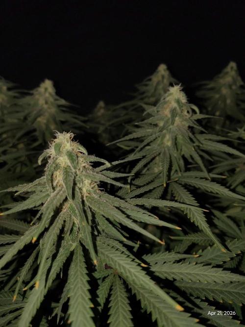 eternity grow cup 2026. Week 14