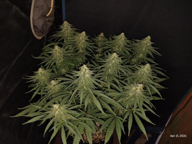 eternity grow cup 2026. Week 14