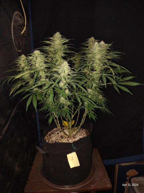 eternity grow cup 2026. Week 14