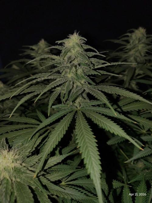 eternity grow cup 2026. Week 14
