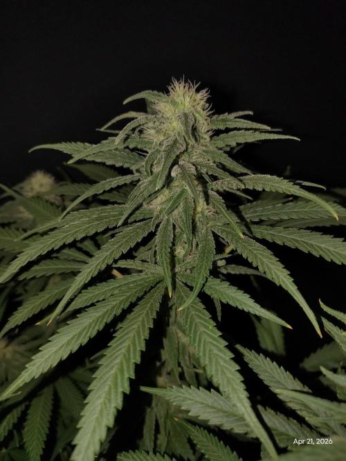 eternity grow cup 2026. Week 14