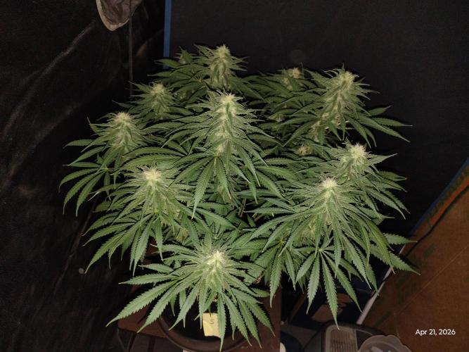eternity grow cup 2026. Week 14