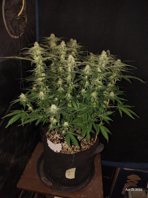 eternity grow cup 2026. Week 14