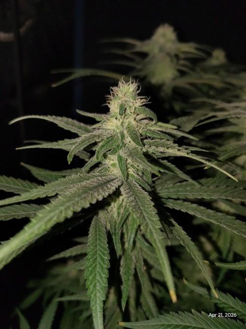 eternity grow cup 2026. Week 14