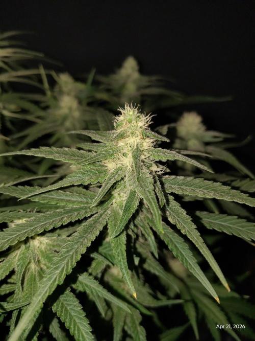 eternity grow cup 2026. Week 14