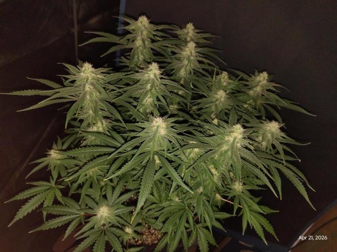 eternity grow cup 2026. Week 14