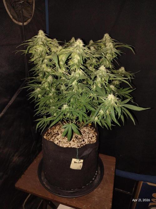 eternity grow cup 2026. Week 14