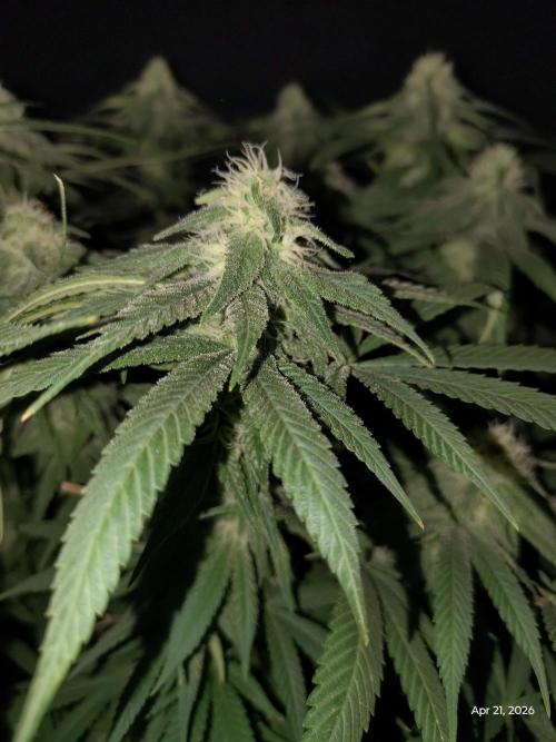 eternity grow cup 2026. Week 14