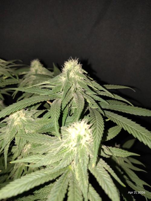 eternity grow cup 2026. Week 14