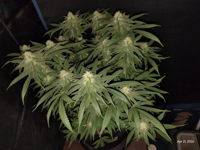 eternity grow cup 2026. Week 14