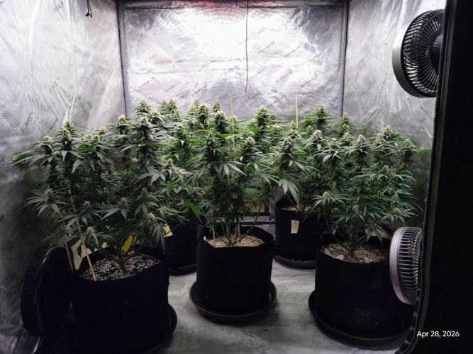 eternity grow cup 2026. Week 15