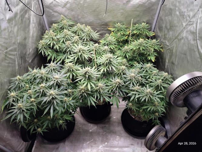 eternity grow cup 2026. Week 15