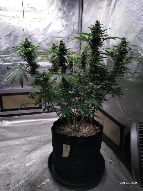 eternity grow cup 2026. Week 15