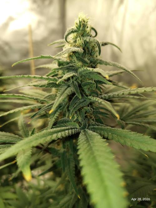 eternity grow cup 2026. Week 15