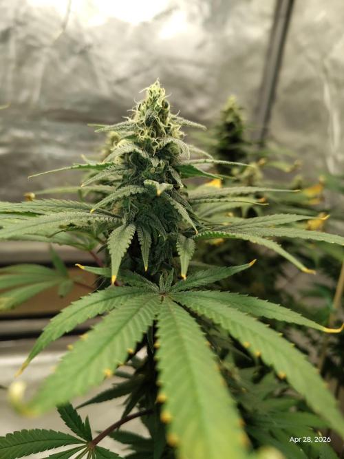 eternity grow cup 2026. Week 15