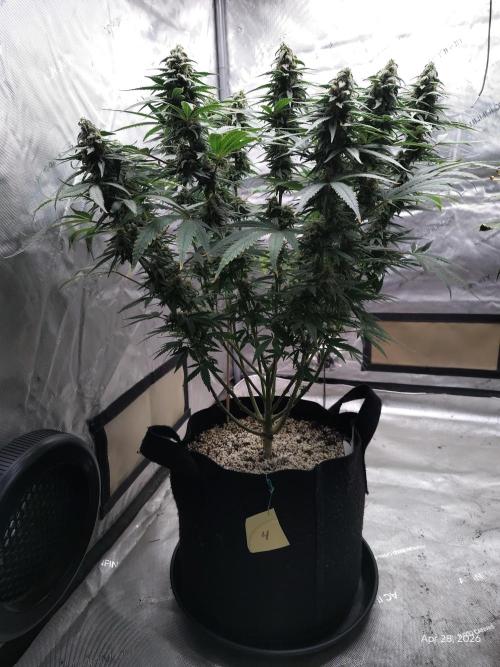 eternity grow cup 2026. Week 15
