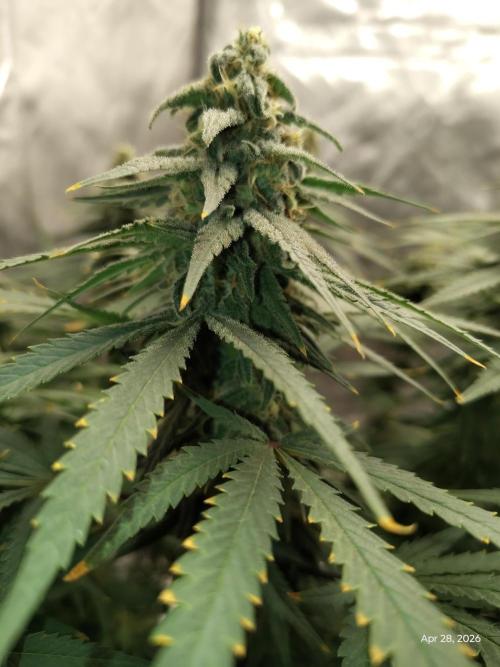 eternity grow cup 2026. Week 15