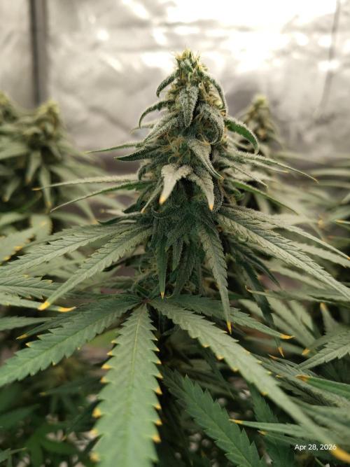 eternity grow cup 2026. Week 15