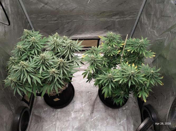 eternity grow cup 2026. Week 15