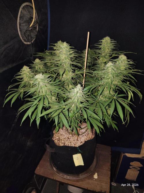 eternity grow cup 2026. Week 15
