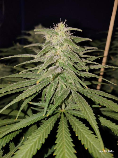 eternity grow cup 2026. Week 15