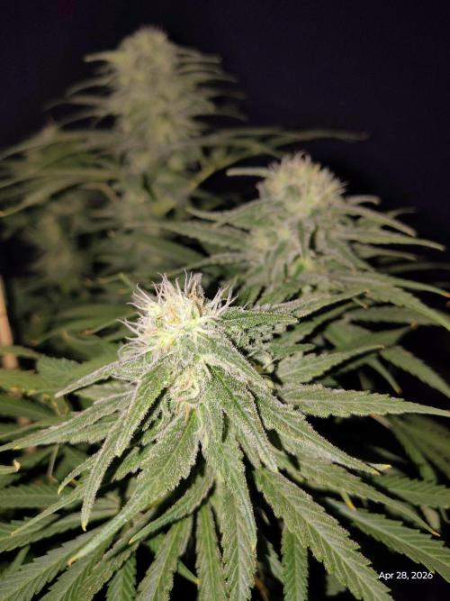 eternity grow cup 2026. Week 15
