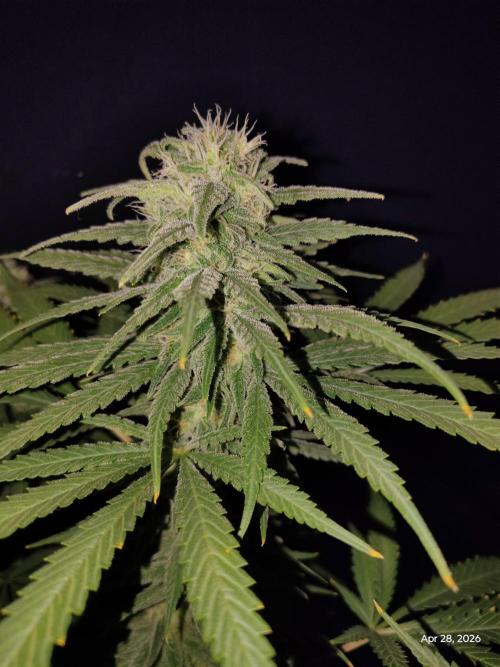 eternity grow cup 2026. Week 15