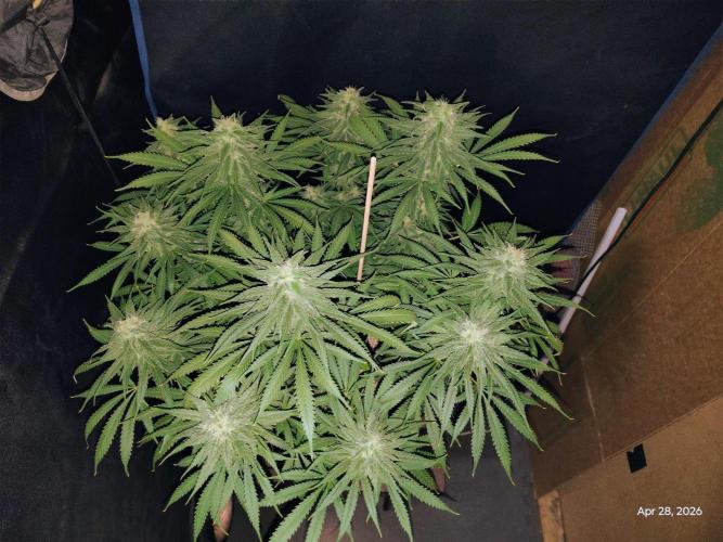eternity grow cup 2026. Week 15