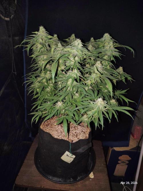 eternity grow cup 2026. Week 15