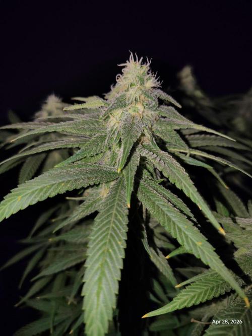 eternity grow cup 2026. Week 15