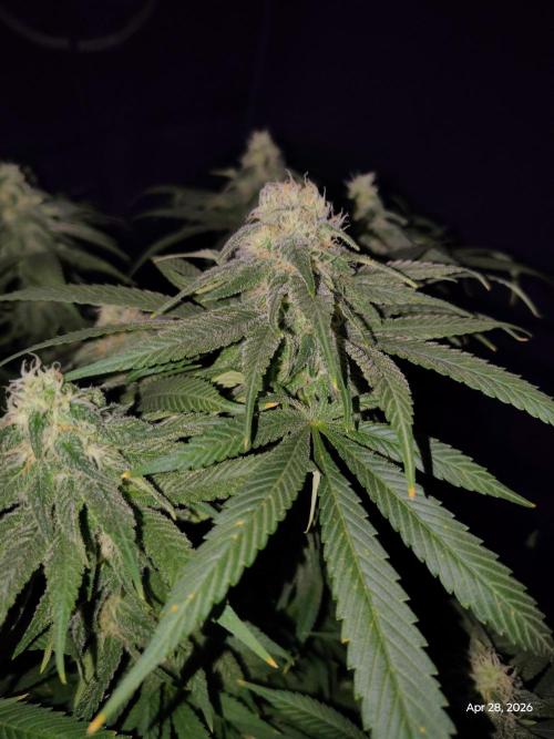 eternity grow cup 2026. Week 15