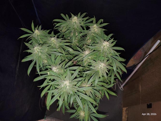 eternity grow cup 2026. Week 15