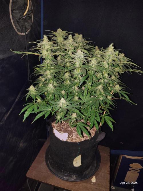 eternity grow cup 2026. Week 15