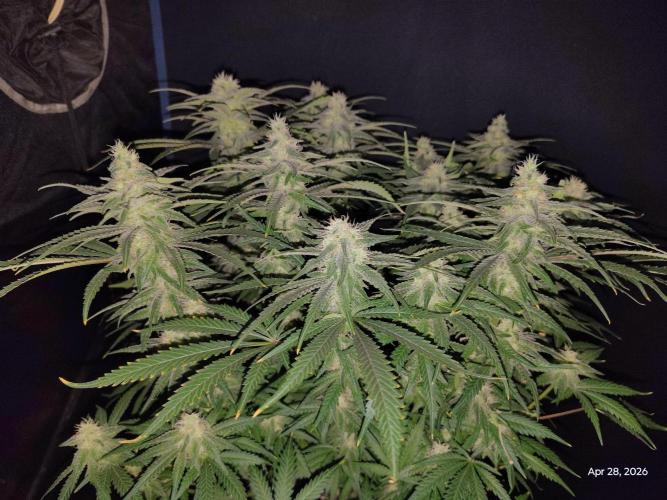 eternity grow cup 2026. Week 15