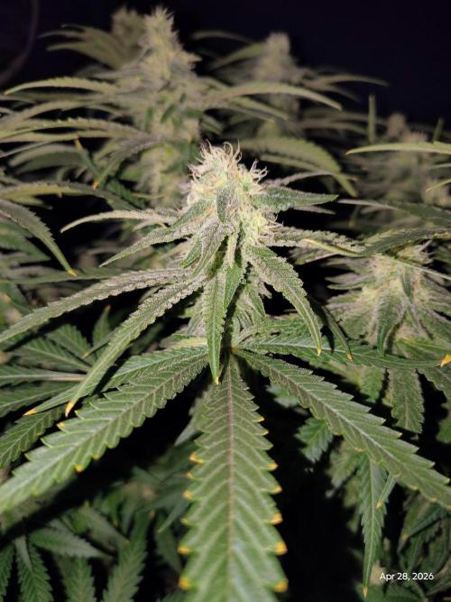 eternity grow cup 2026. Week 15