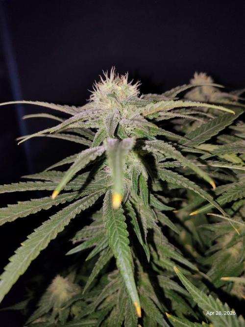 eternity grow cup 2026. Week 15
