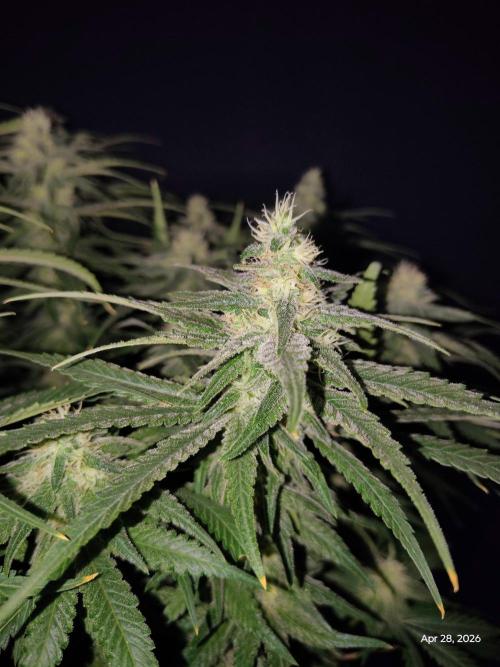 eternity grow cup 2026. Week 15