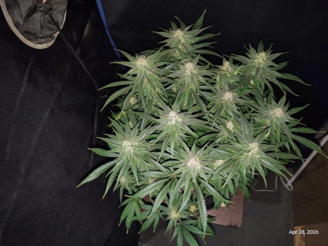 eternity grow cup 2026. Week 15