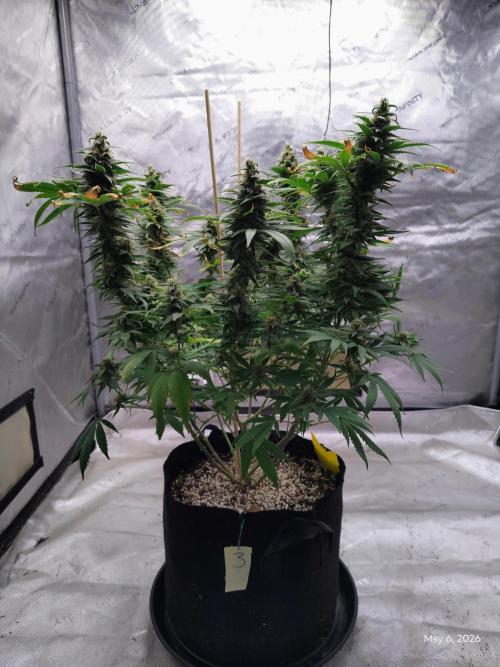 eternity grow cup 2026. Week 16