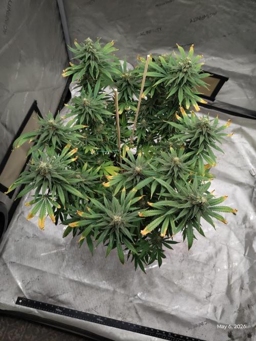eternity grow cup 2026. Week 16