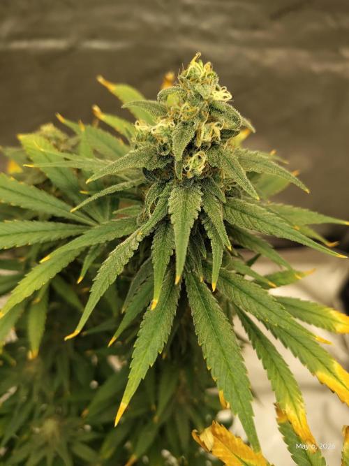 eternity grow cup 2026. Week 16