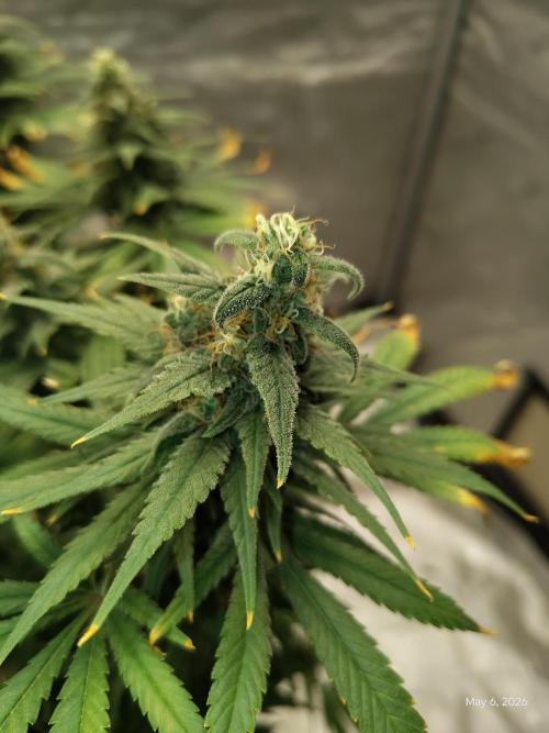 eternity grow cup 2026. Week 16
