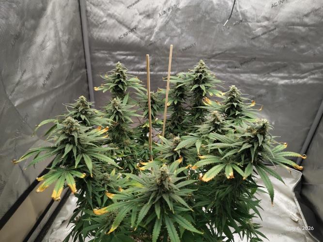 eternity grow cup 2026. Week 16