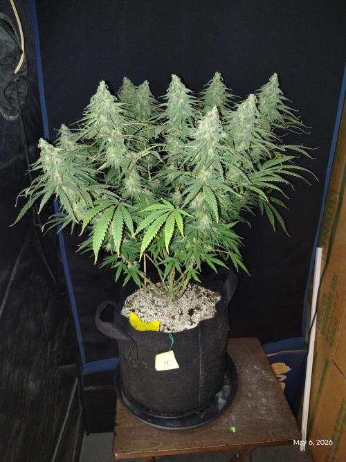 eternity grow cup 2026. Week 16