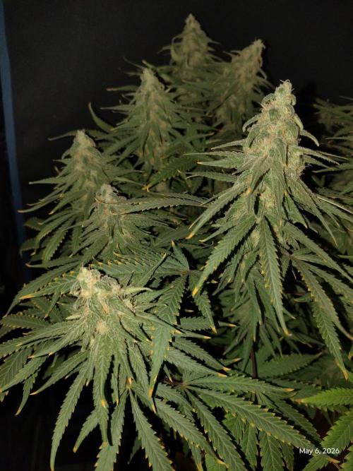 eternity grow cup 2026. Week 16