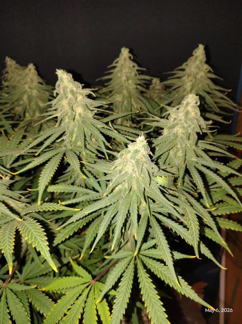 eternity grow cup 2026. Week 16